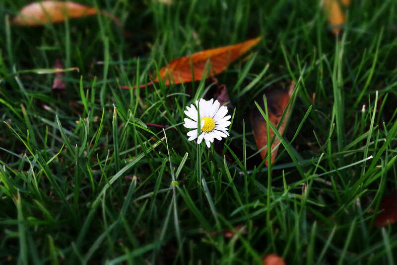 Daisy in Grass — Green, Serene, Autumn