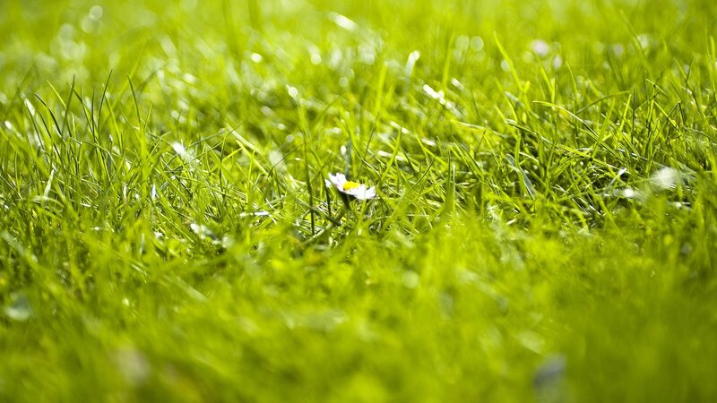 Daisy in Grass — Green, Serene, Morning, Photograph, Flower