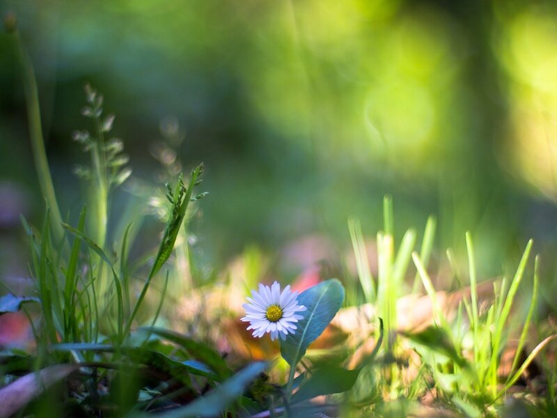 Daisy in Grass — Green, Serene, Morning