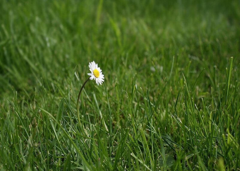 Daisy in Grass — Green, Serene, Spring