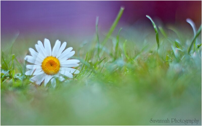 Daisy in Grass — Green, Serene
