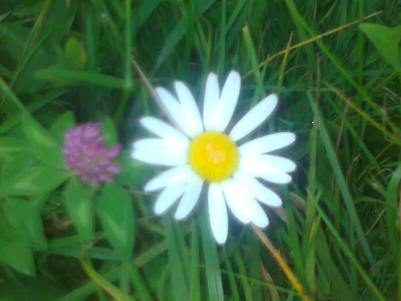 Daisy in Grass