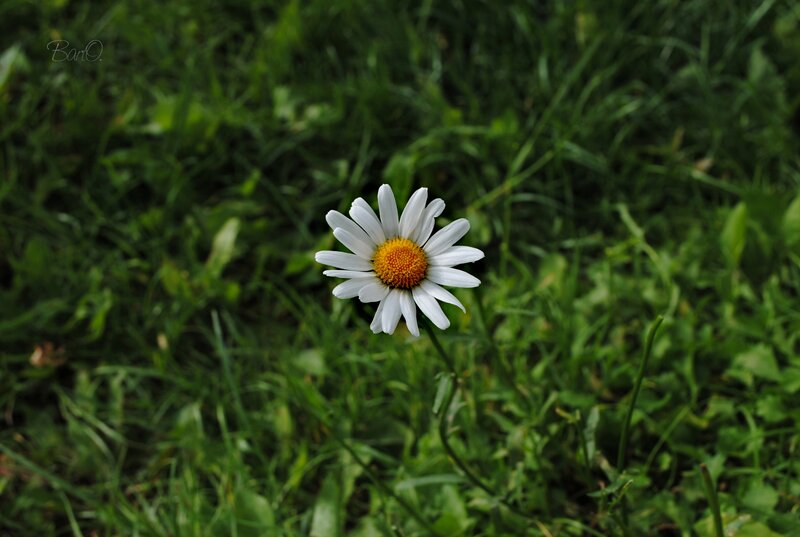 Daisy in Grass — White, Serene, Afternoon