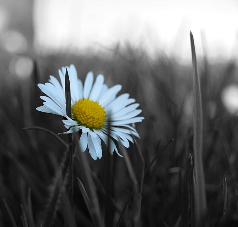 Daisy in Grass — White, Serene, Photograph
