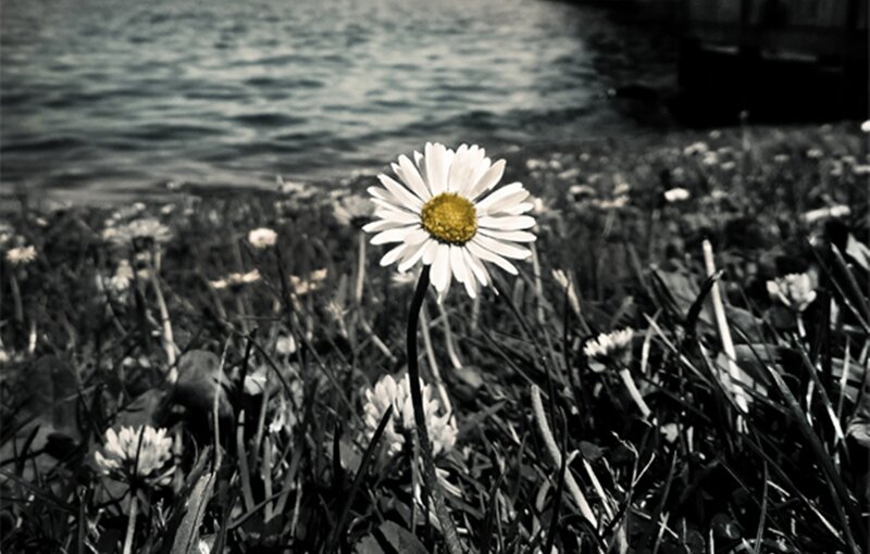Daisy in Grass — White, Serene, Photograph, Water