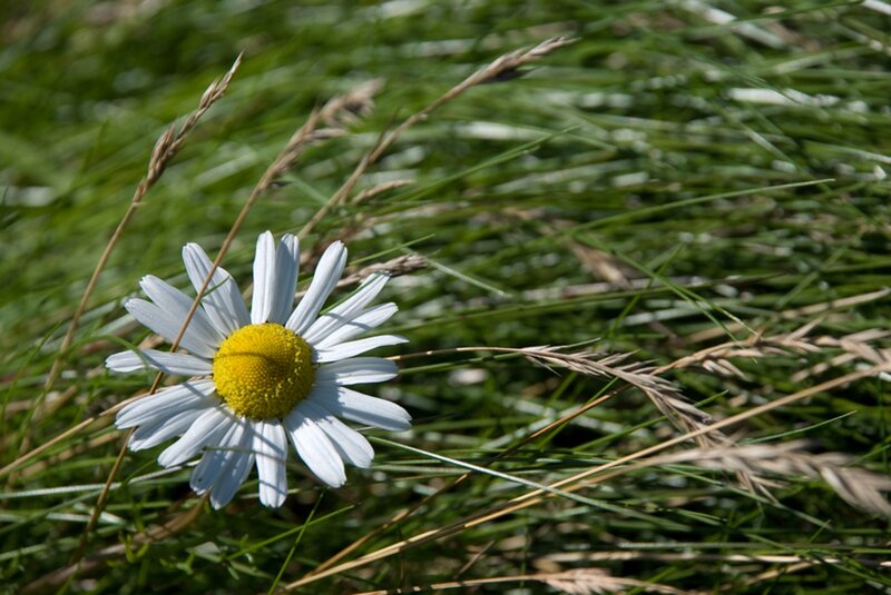 Daisy in Grass — White, Serene