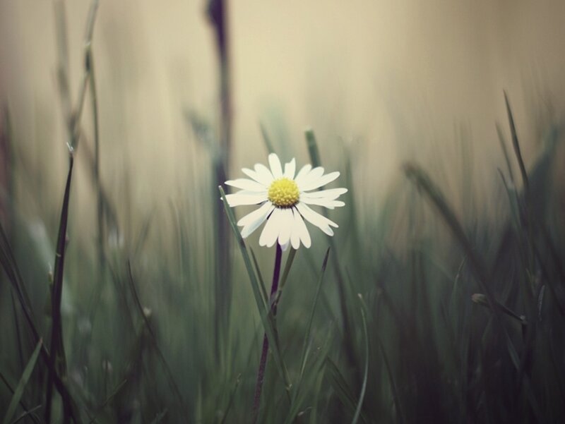 Daisy in Grass — White
