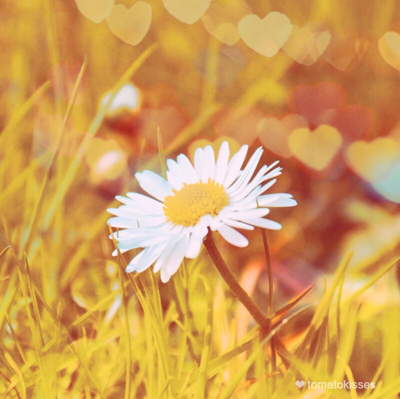 Daisy in Grass — Yellow