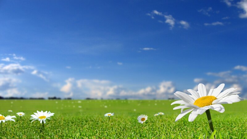 Daisy in Green Field — Serene, Afternoon
