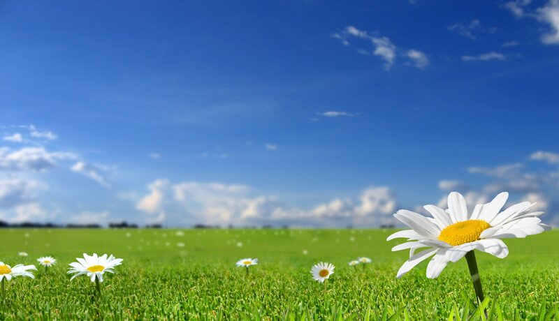 Daisy in Green Field