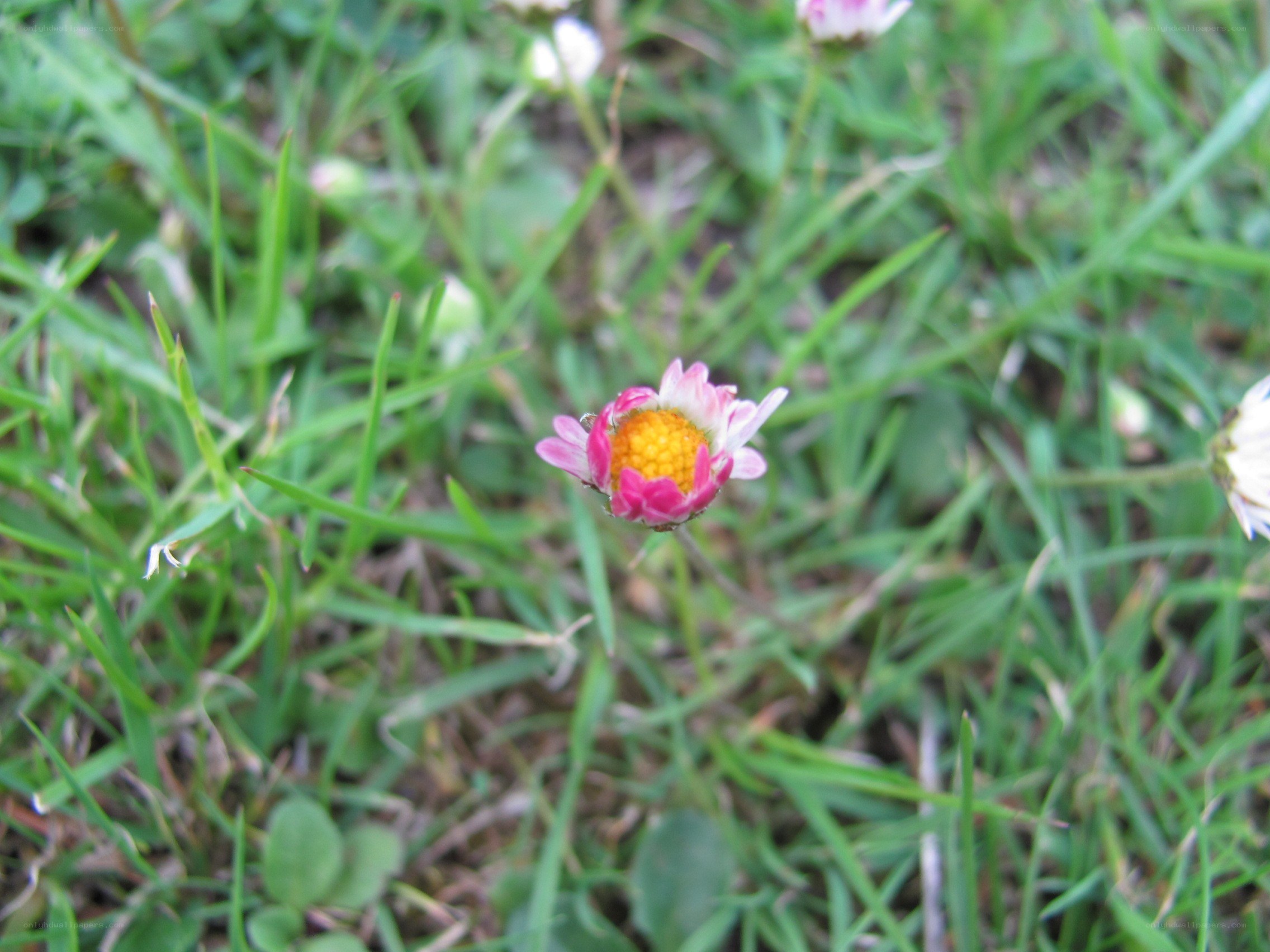 daisy in green grass