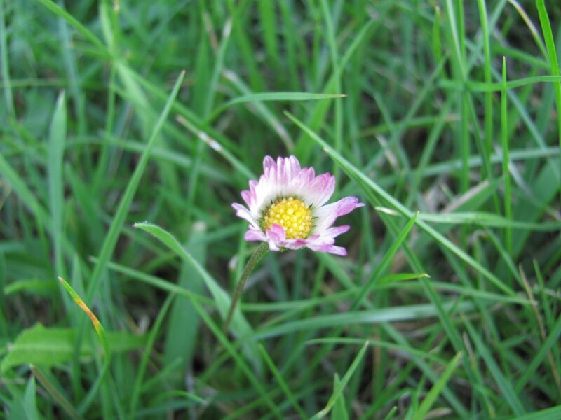 daisy in green grass