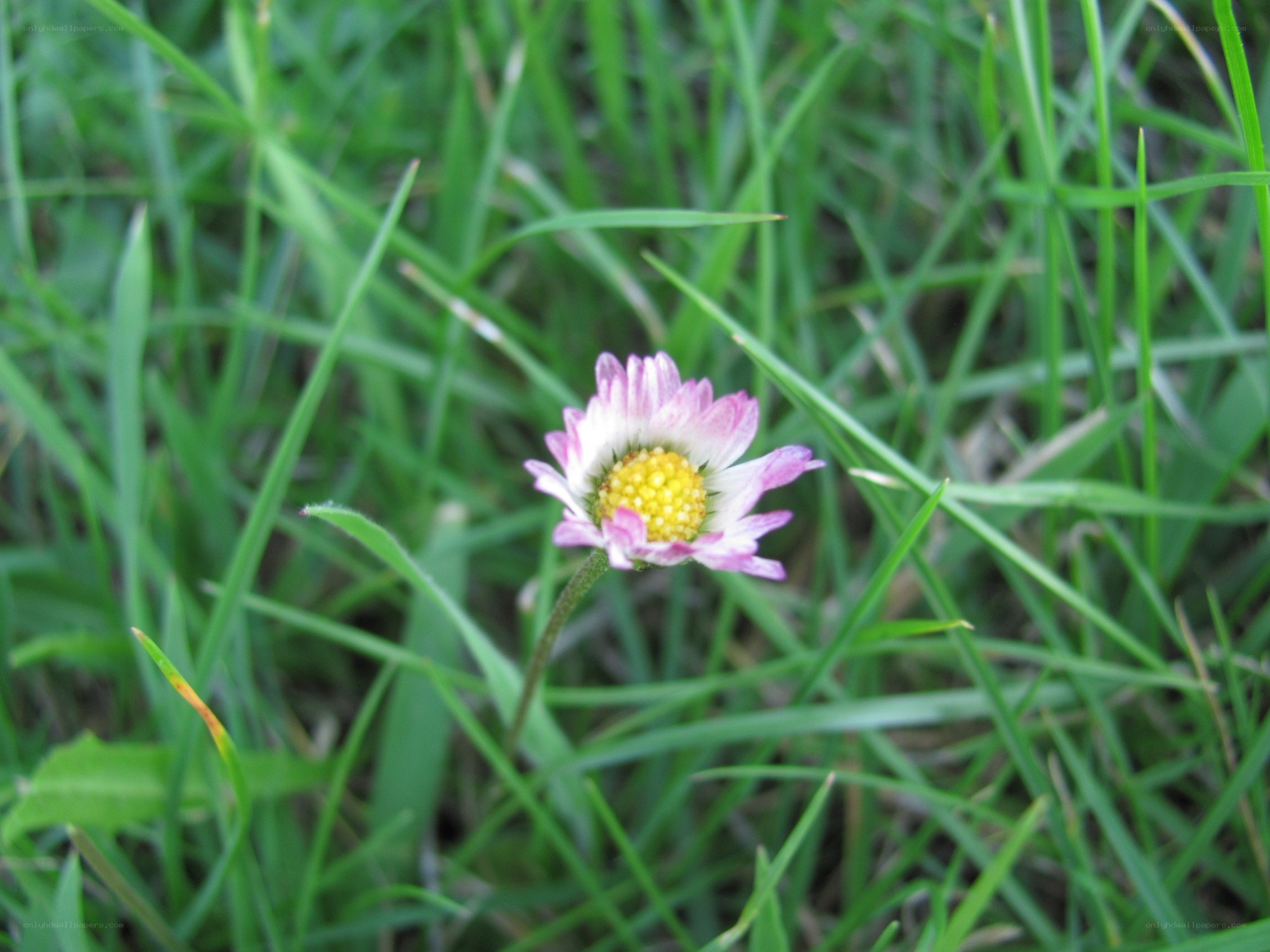 daisy in green grass