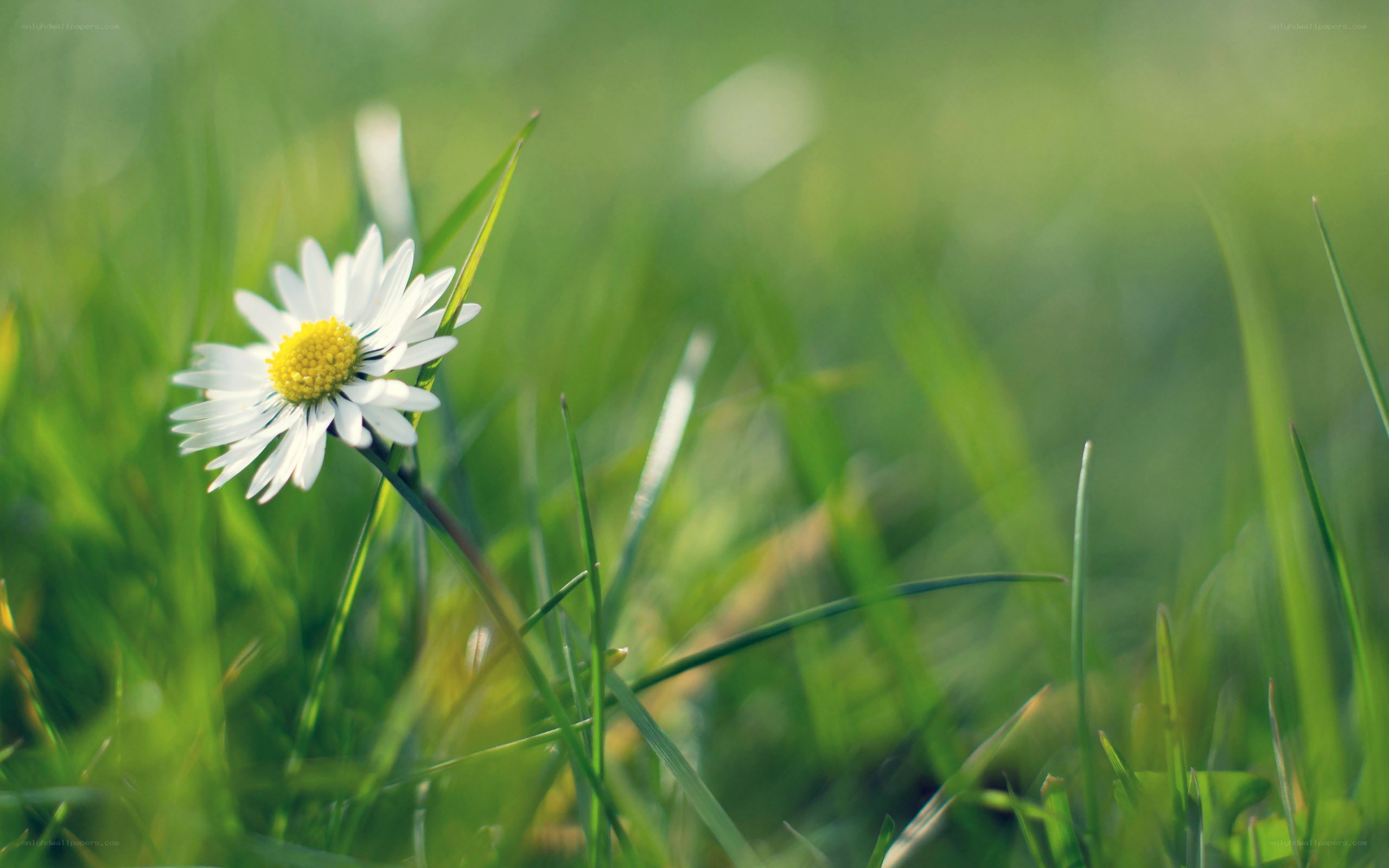 daisy in green grass