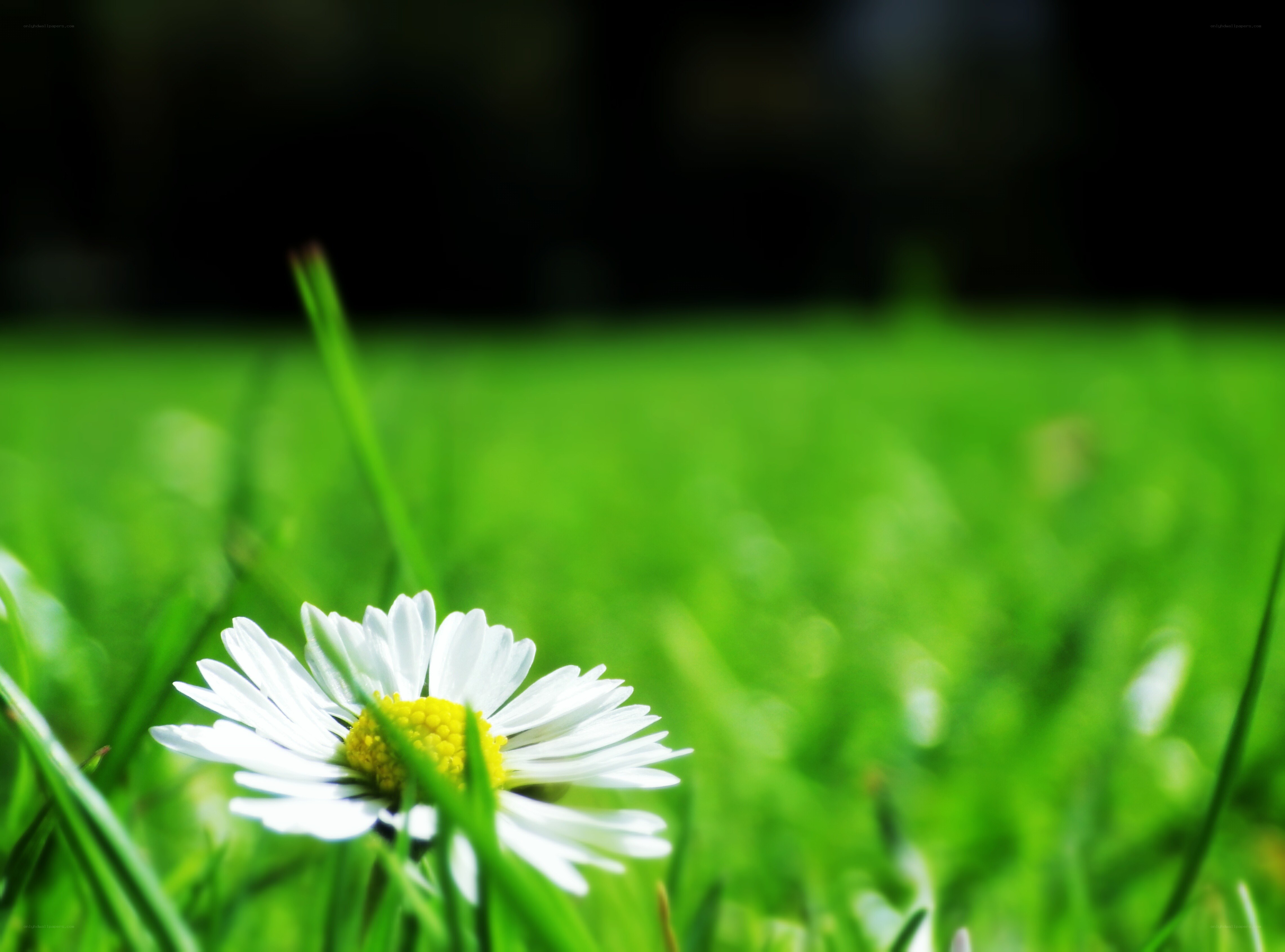 daisy in green grass
