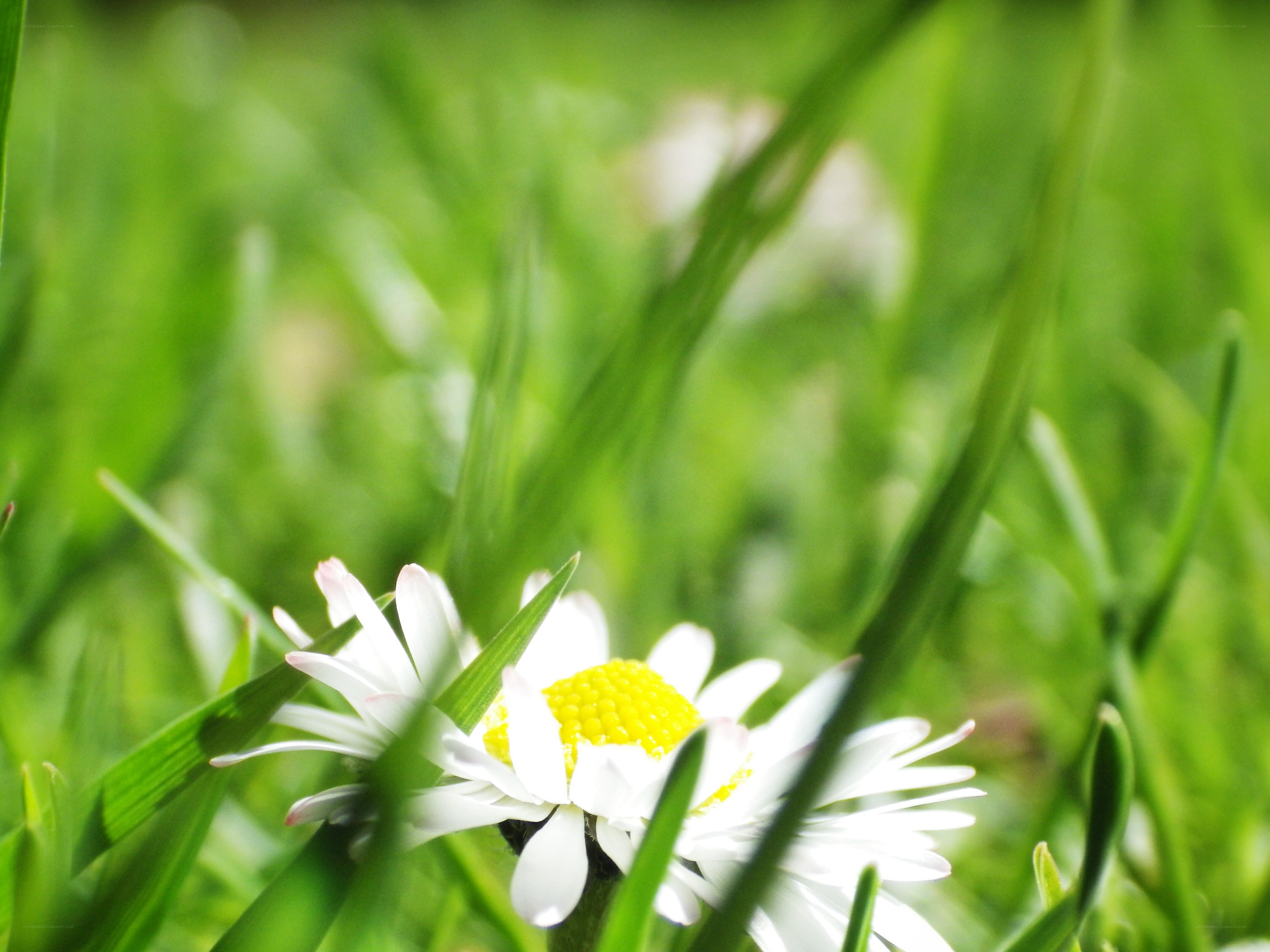 Daisy in green grass