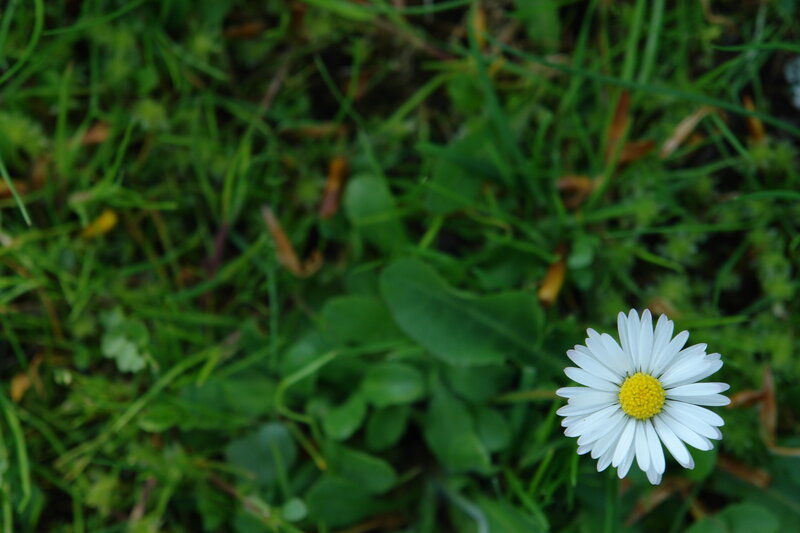 daisy in green grass