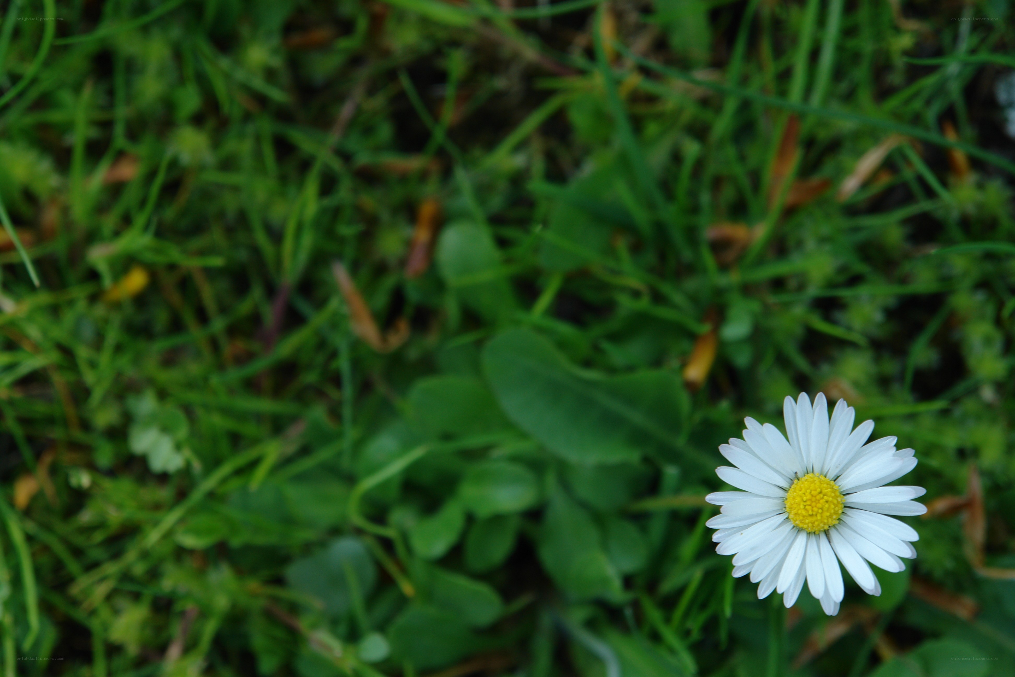daisy in green grass