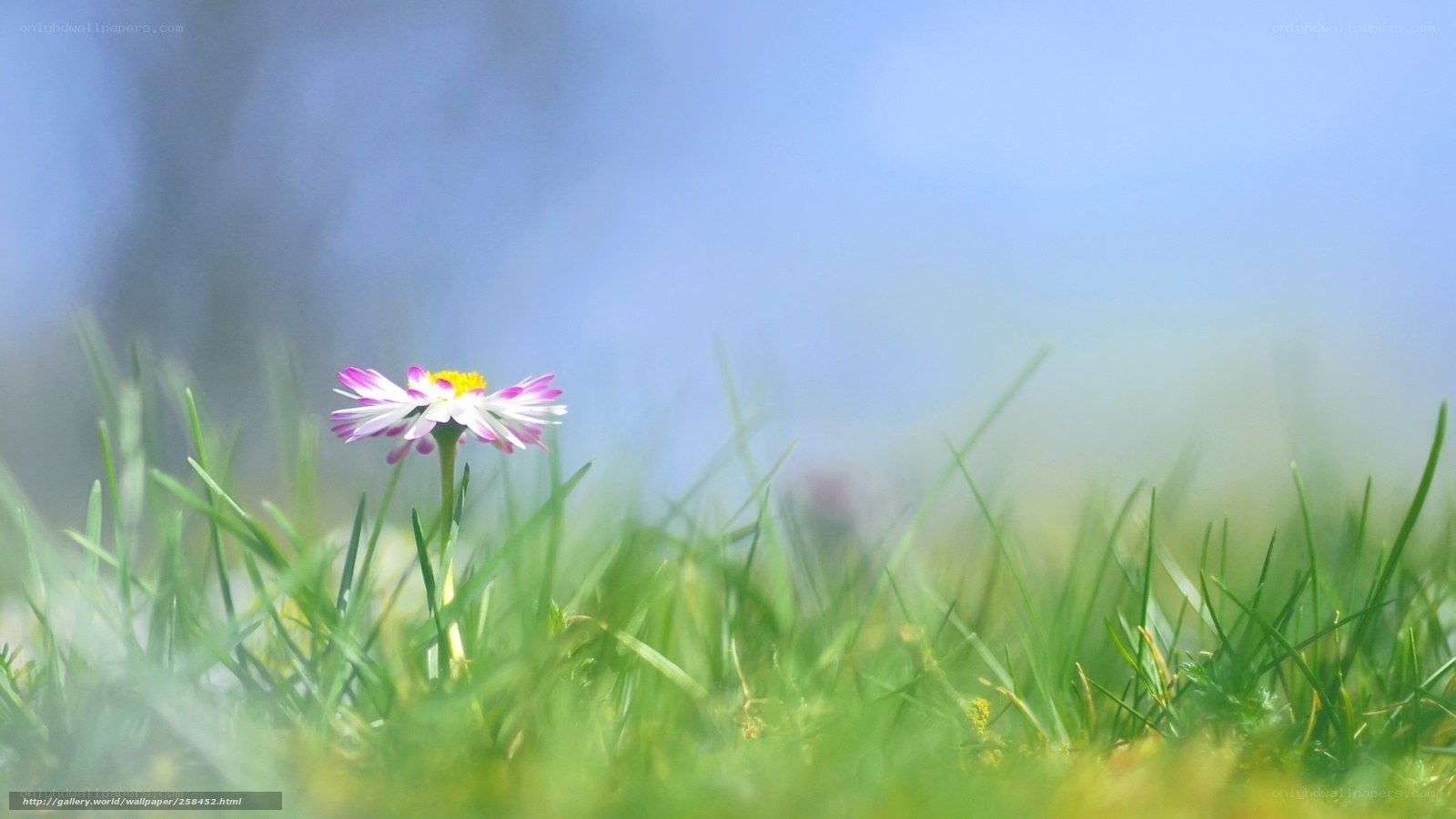 daisy in green grass