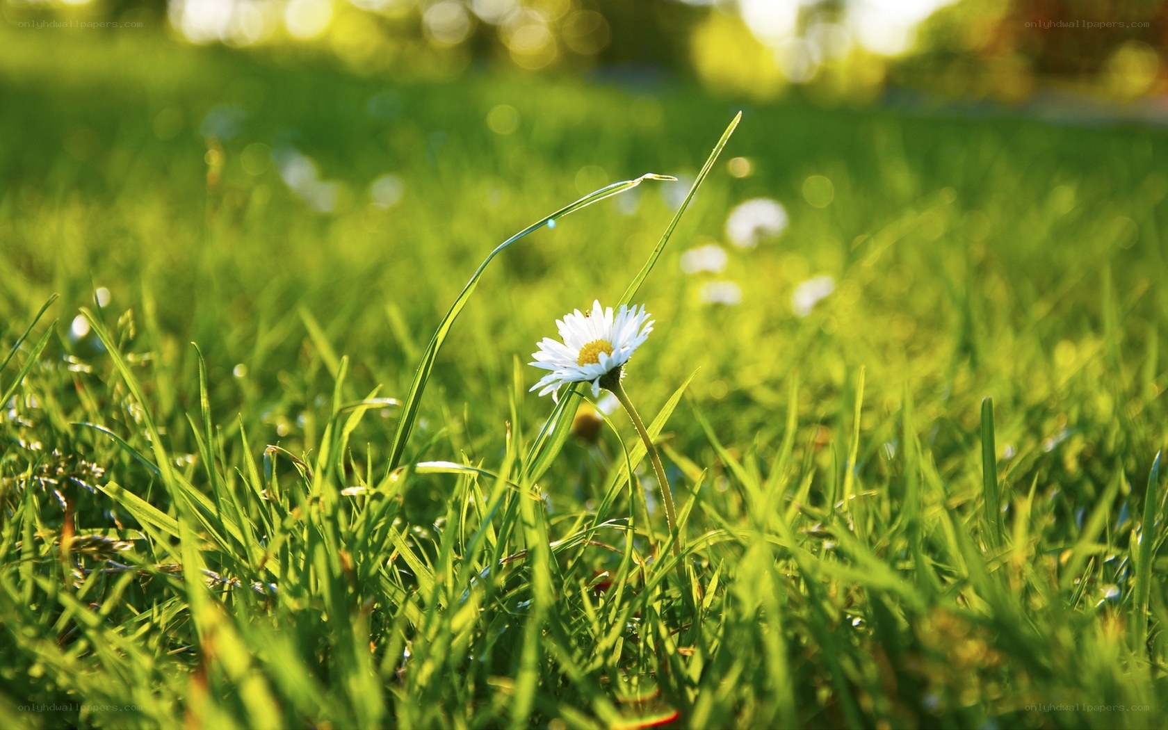 daisy in green grass