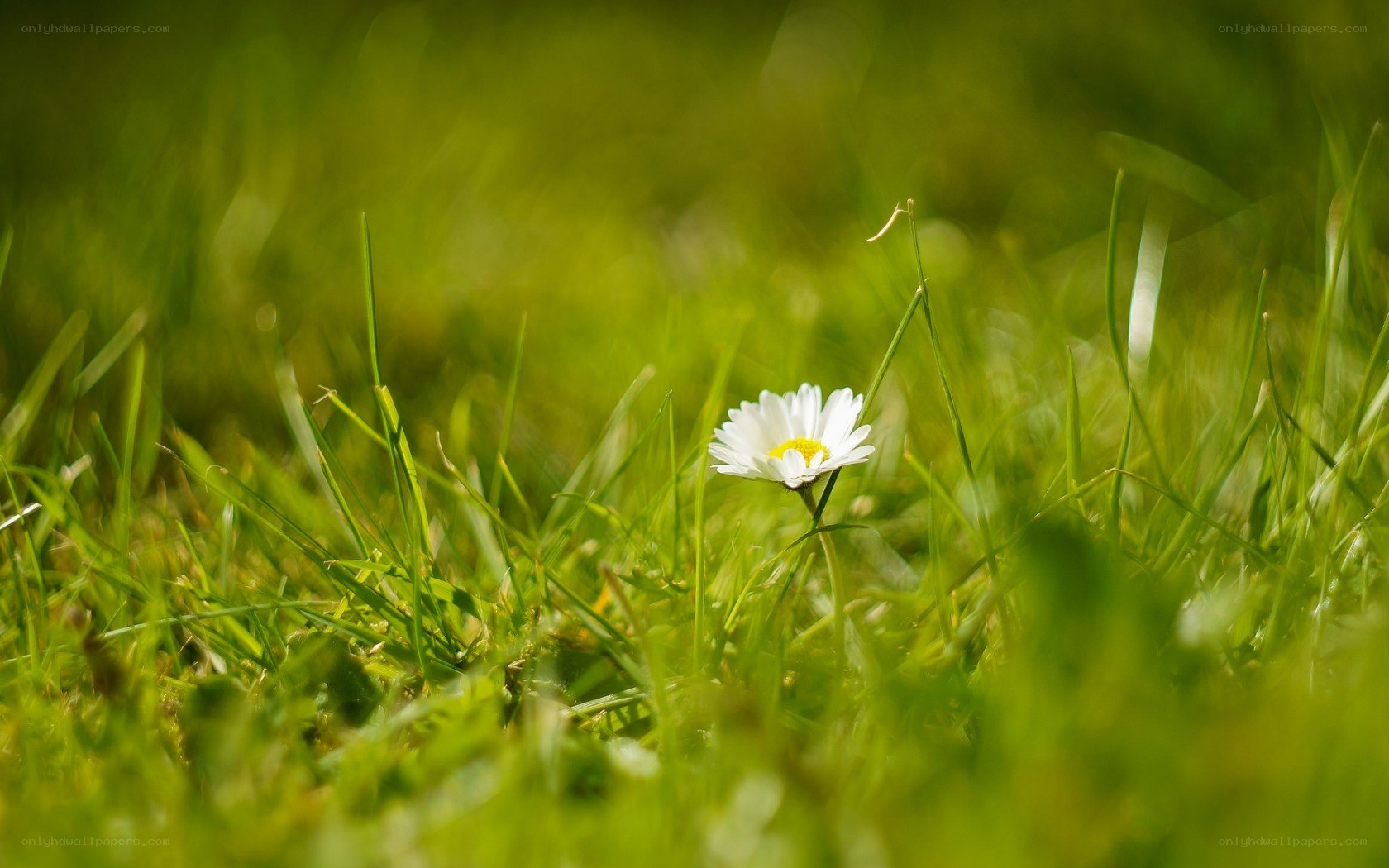 Daisy in green grass
