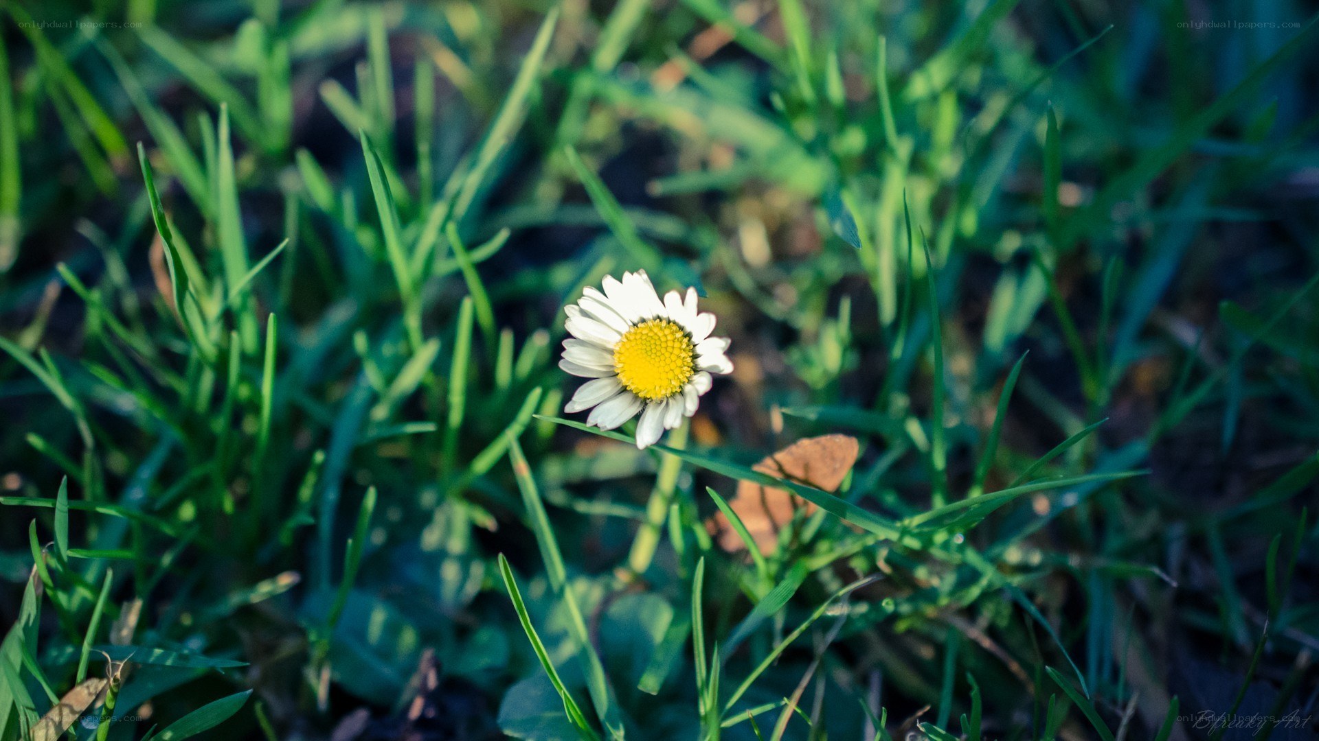 Daisy in green grass