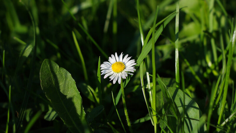 daisy in green grass