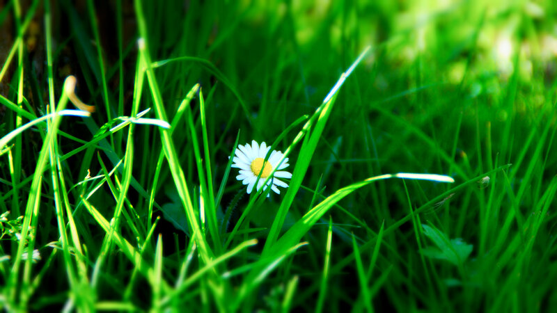 Daisy in Green Grass — Serene, Afternoon, Photograph, Flower, Sunlight