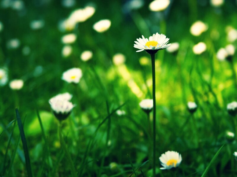 Daisy in Green Grass — Serene, Afternoon, Photograph