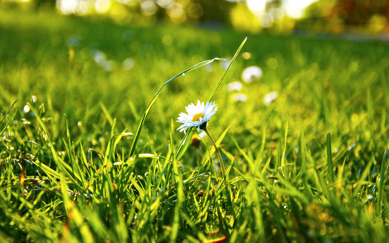 Daisy in Green Grass — Serene, Afternoon