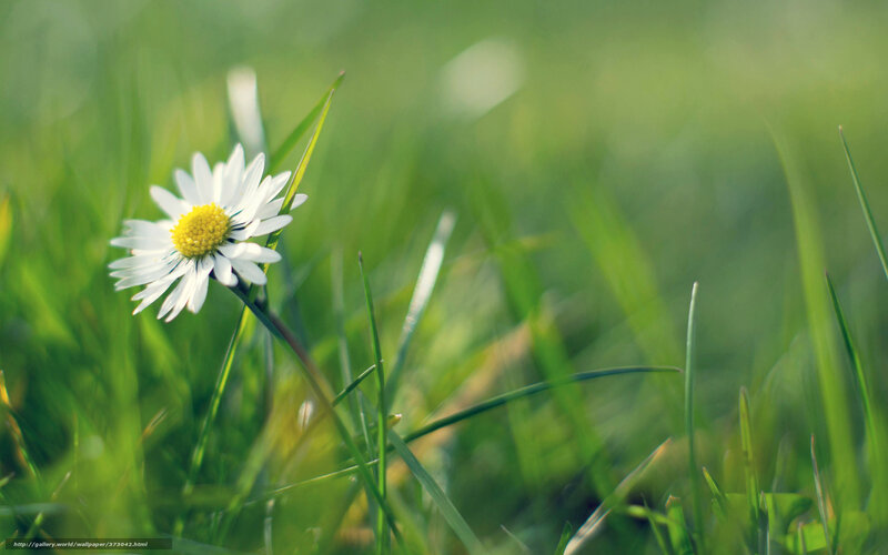 Daisy in Green Grass — Serene, Morning, Photograph, Flower