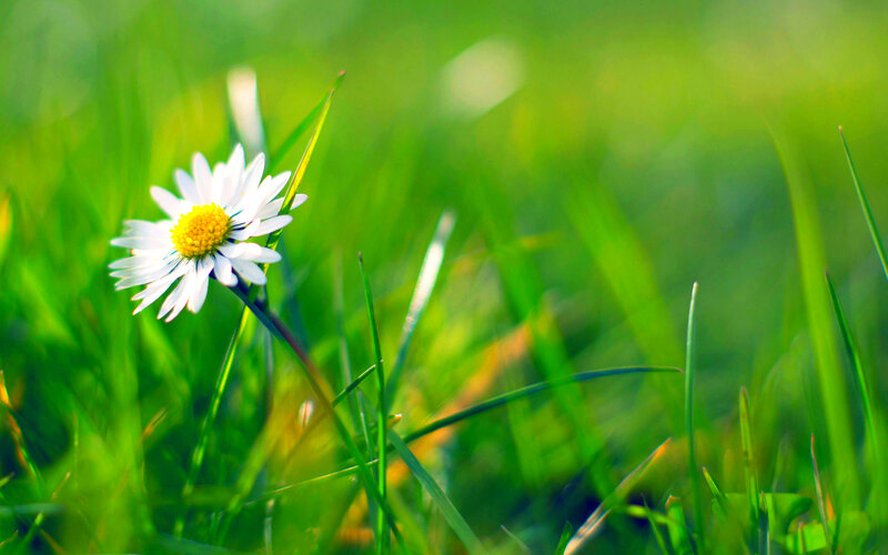 Daisy in Green Grass — Serene, Morning