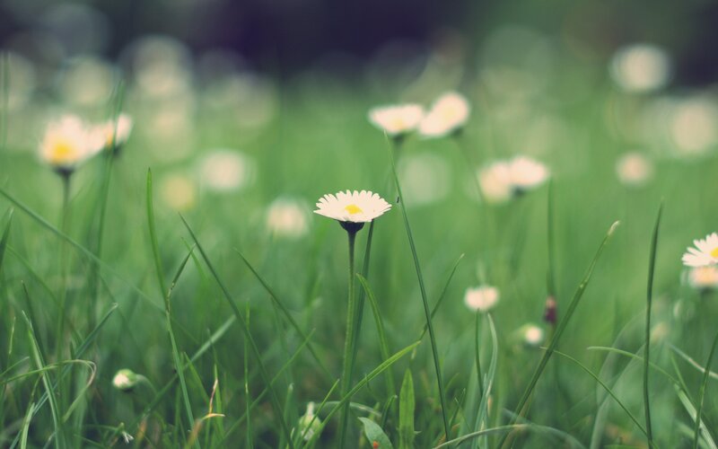 Daisy in Green Grass — Serene, Spring, Photograph, Flowers, Outdoor