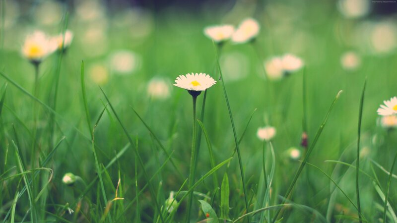Daisy in Green Grass — Serene, Spring, Photograph, Flowers