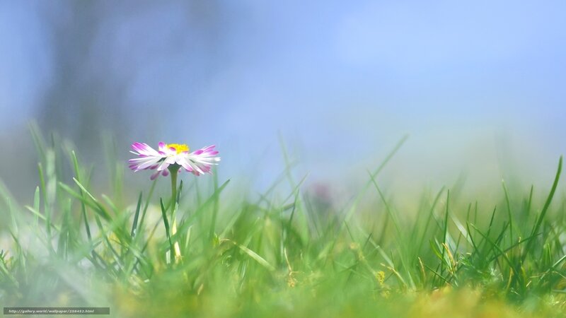 Daisy in Green Grass — Serene, Spring, Photograph