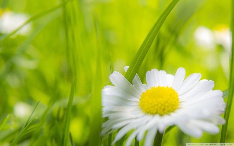 Daisy in Green Grass — Serene, Spring