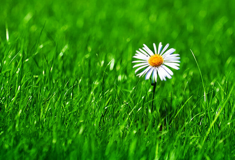 Daisy in Green Grass — Serene