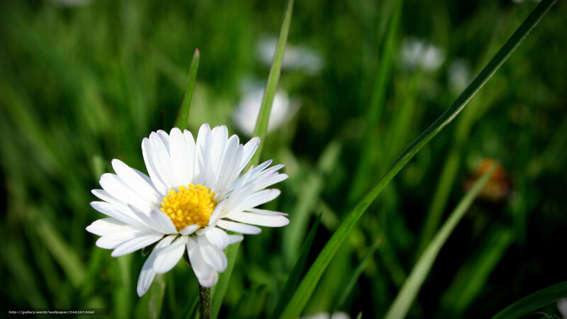 daisy in green grass