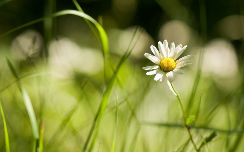 Daisy in Green Grass — White, Serene, Afternoon