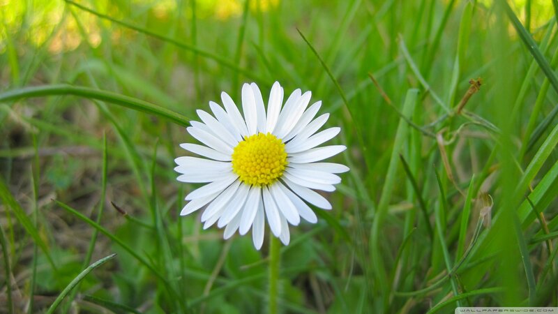 Daisy in Green Grass — White, Serene