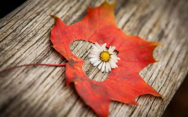 Daisy in Leaf Cutout — Red