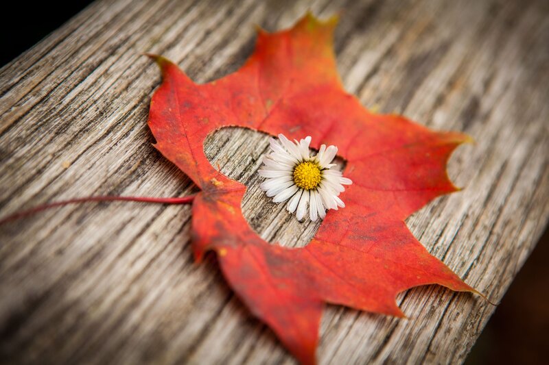 Daisy in Leaf Cutout