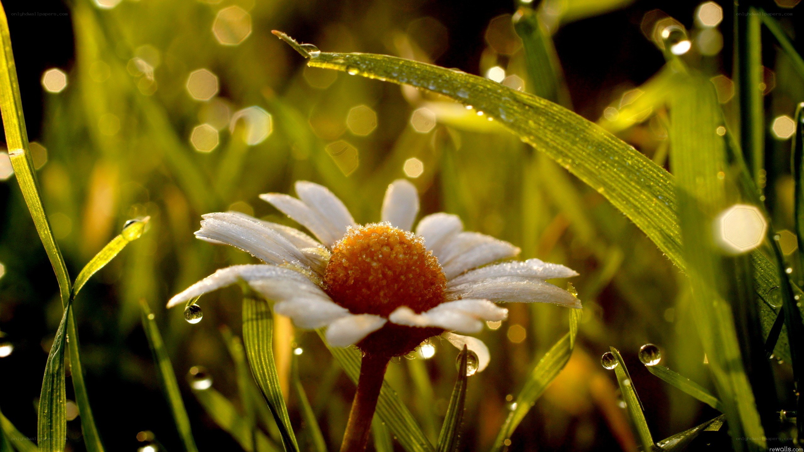 daisy in morning dew