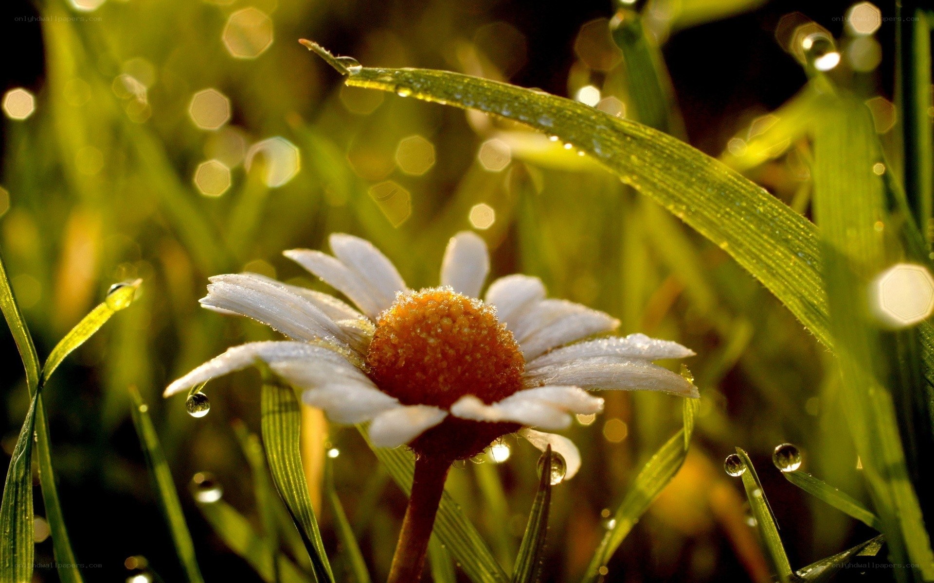 Daisy in morning dew