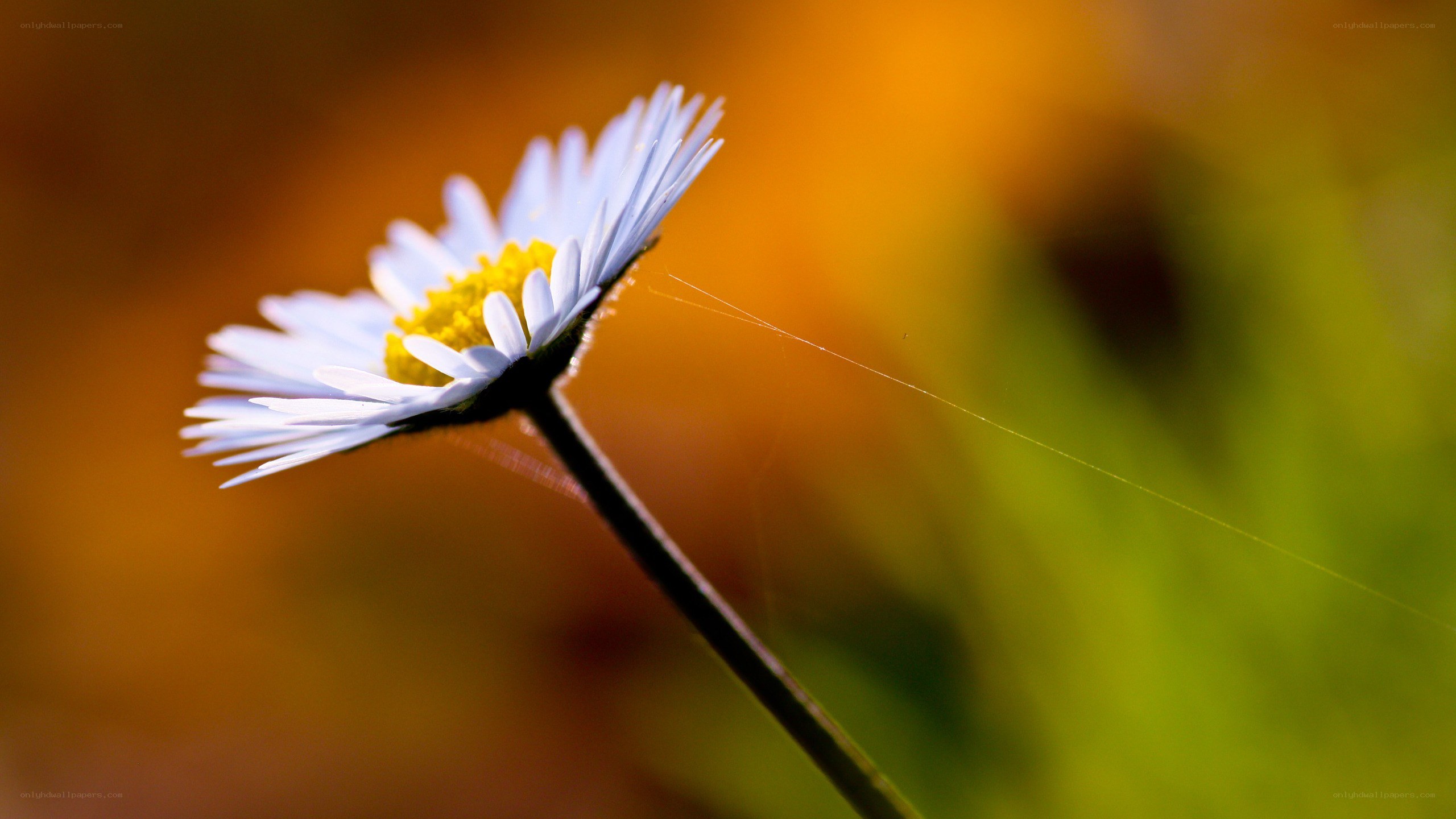 daisy in morning light