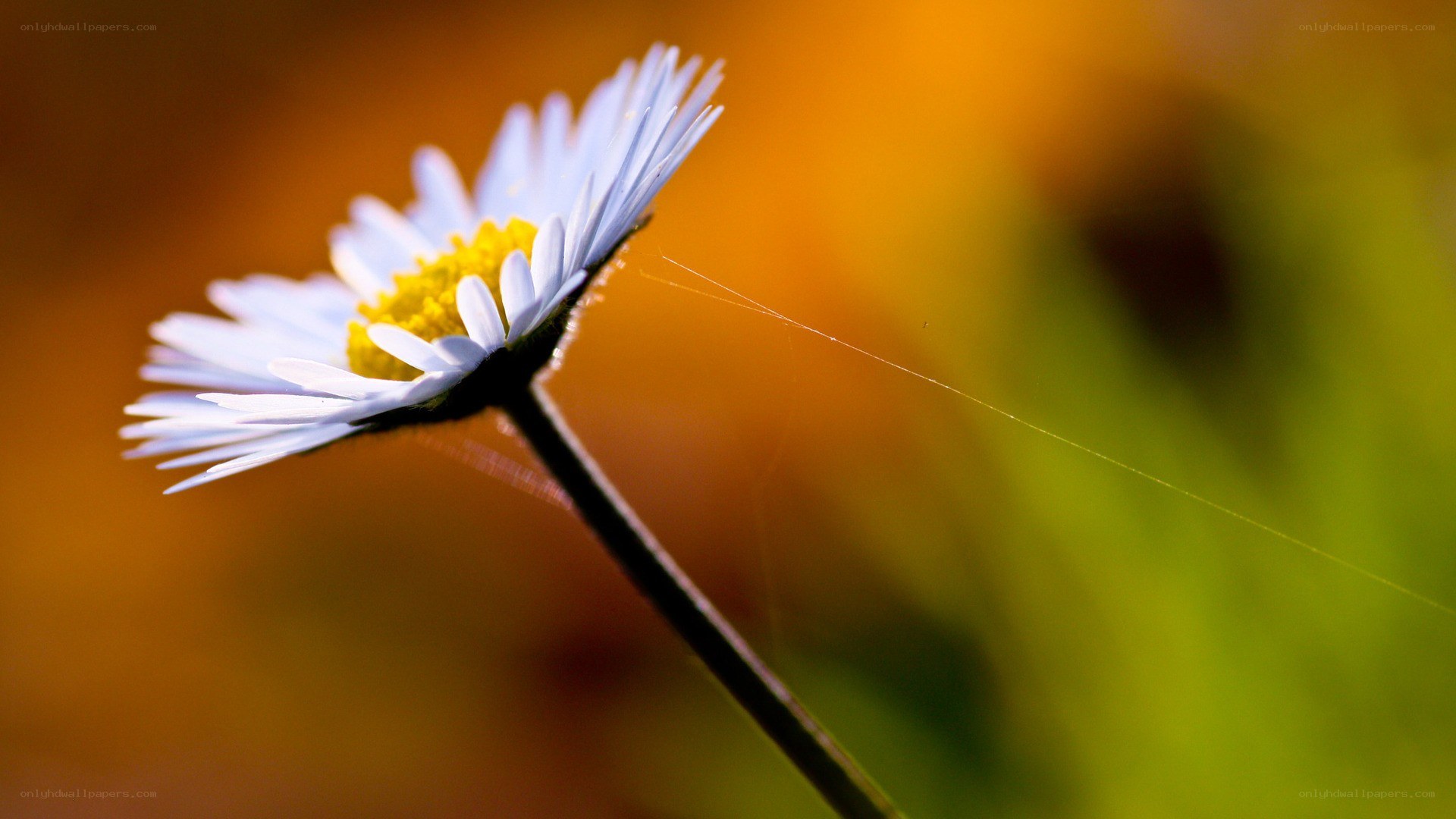 daisy in morning light