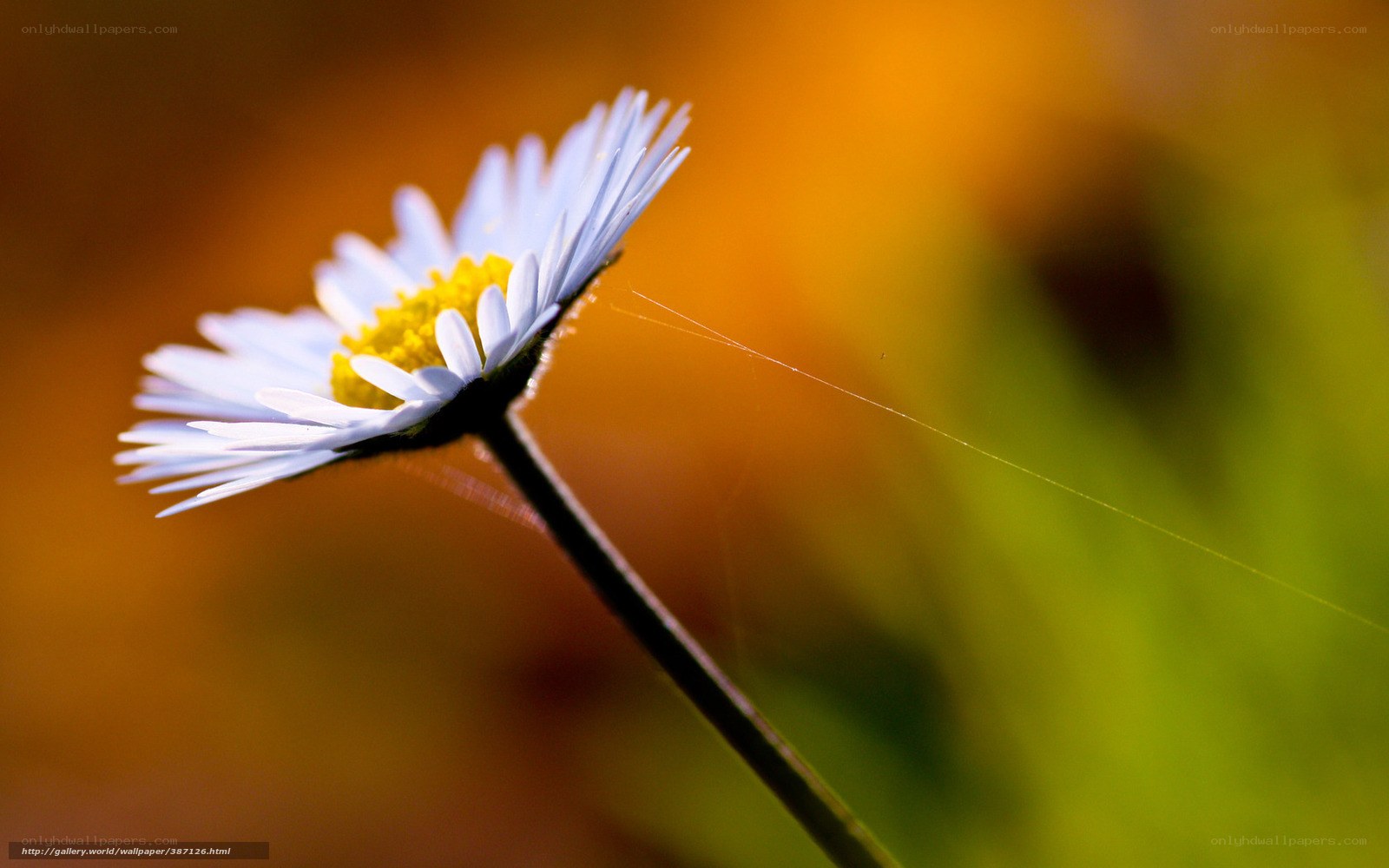 daisy in morning light