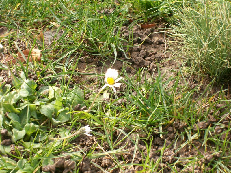 Daisy in Muddy Grass