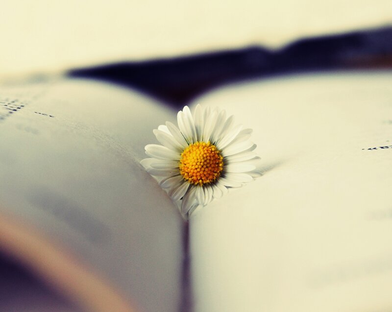 Daisy in Open Book