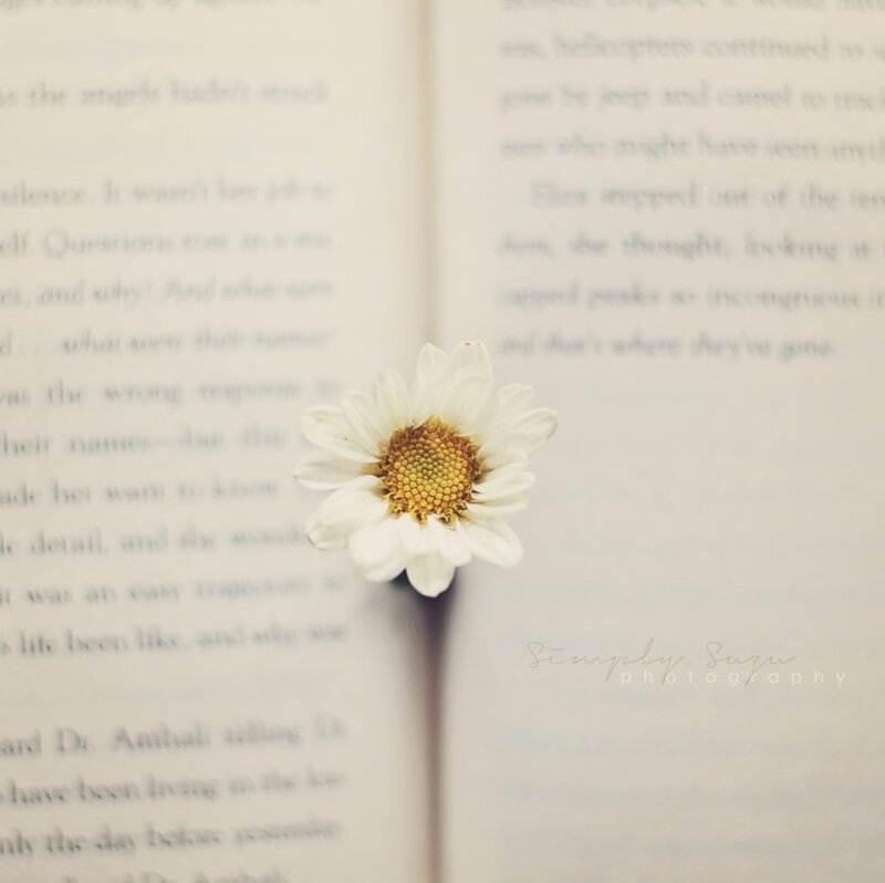 Daisy in Open Book — White, Serene, Photograph